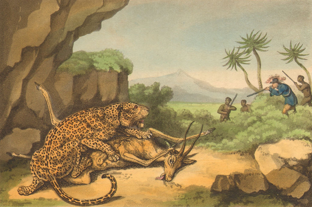 AFRICA. Shooting a Leopard eating Antelope (Field Sports- Edward Orme)  1814